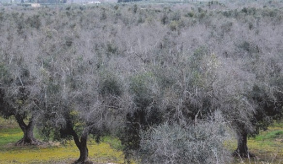 Xylella fastidiosa