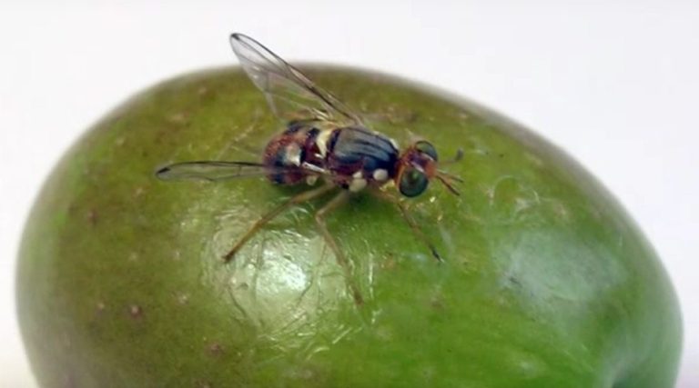 mosca dell'olivo